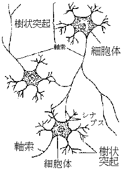 神経の図